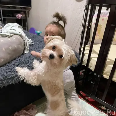 Пропала собака, мкр Заря, сот Строитель