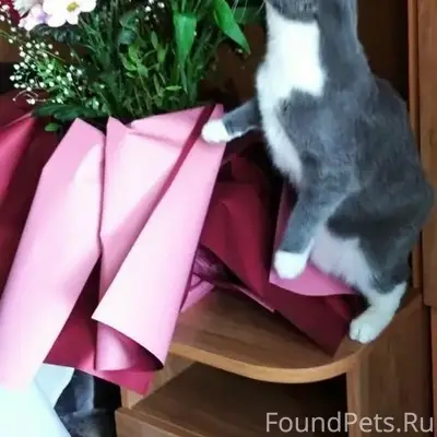 Пропала кошка, район 22 школы