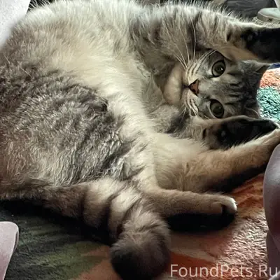 Пропала кошка, в районе палаты