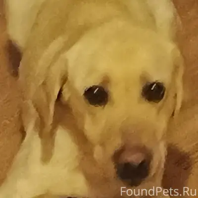 Пропала собака Бетти, посёлок Скуратова, Северный