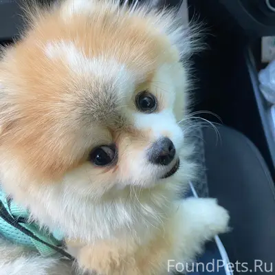 Пропала Минишпиц Симка, ул. Набережная