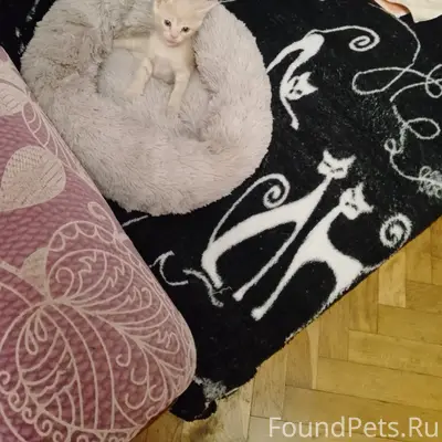 Пропал котенок