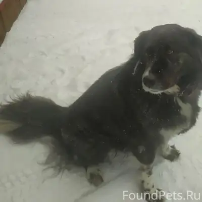 Пропала большая чёрная собака Альма, Петушинский район