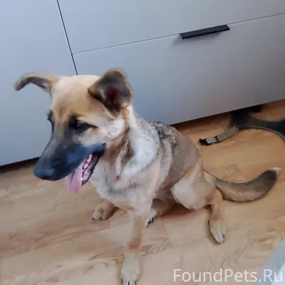 Найдена собака, район Заворыкинских домов