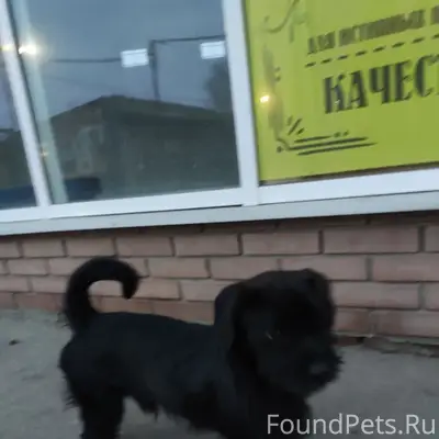 Найден щенок, Николаевский рынок