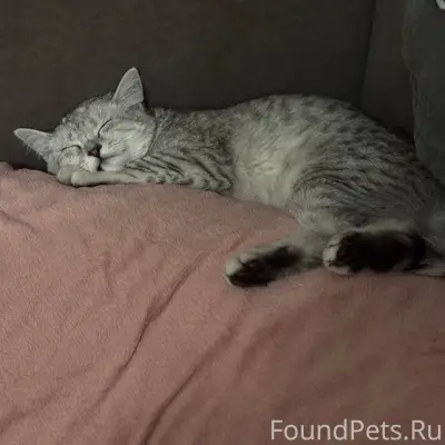 Пропал шотландец, Строгоновка, Симферополь