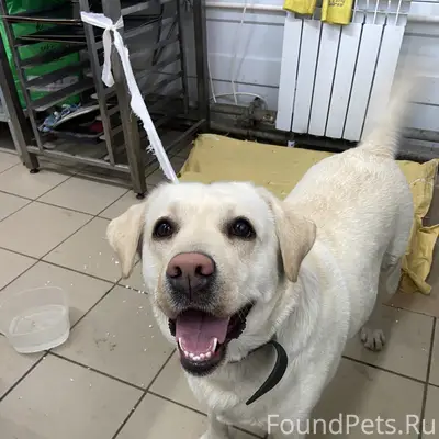 Найден лабрадор, университетский район