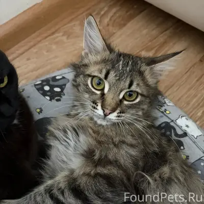 Найден котёнок, мальчик, Мари-Турек