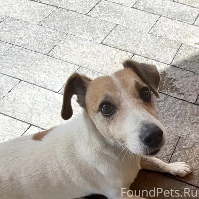 Пропал Джек Рассел Терьер, центр города
