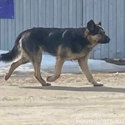 Найден пёс, посёлок Старый Просвет