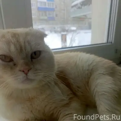 Пропал кот, Мамонтова 19