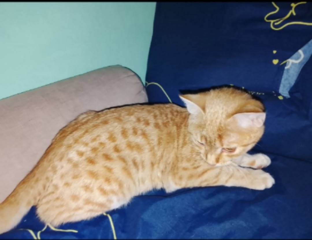 Пропала кошка, район канаша