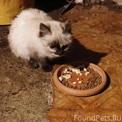 Найден котёнок, с. Барда