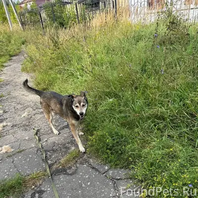 Пропал пёс Волк, район Меланжевого комбината