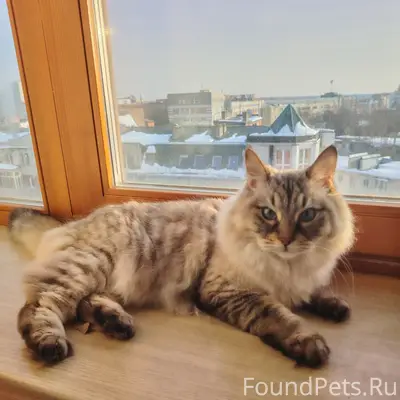 Пропал кот, Калуга, район 3 больницы