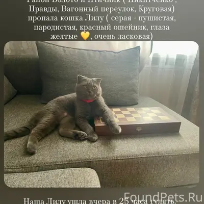 Пропала породистая кошка Лилу, Болото и Птичник