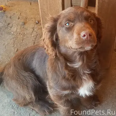 Пропала собака Буся, село Коноково