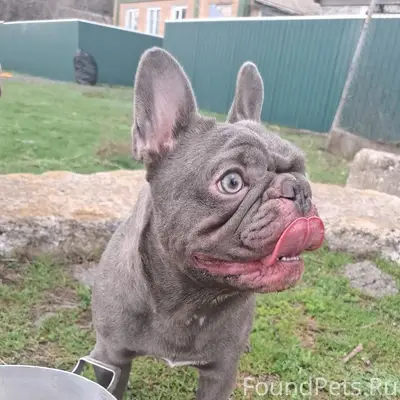 Найден мальчик-собака, ул. Ново-Северная