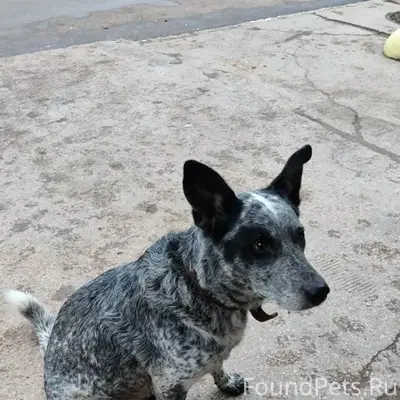 Найден пёс, ждет хозяина, Евпатория