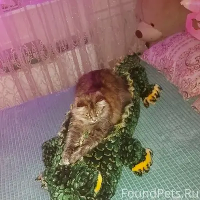 Пропала кошка Соня, Автозавод