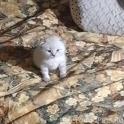 Пропал котёнок Лёва, п. Юбилейное