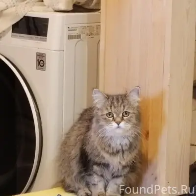 Найдена кошка, поле рядом с Изборской улицей