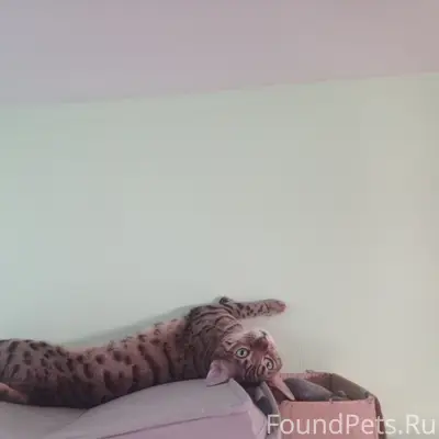 Пропала кошка, бенгал