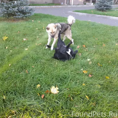 Пропала собака Найда, район Вечного огня г. Бузулук