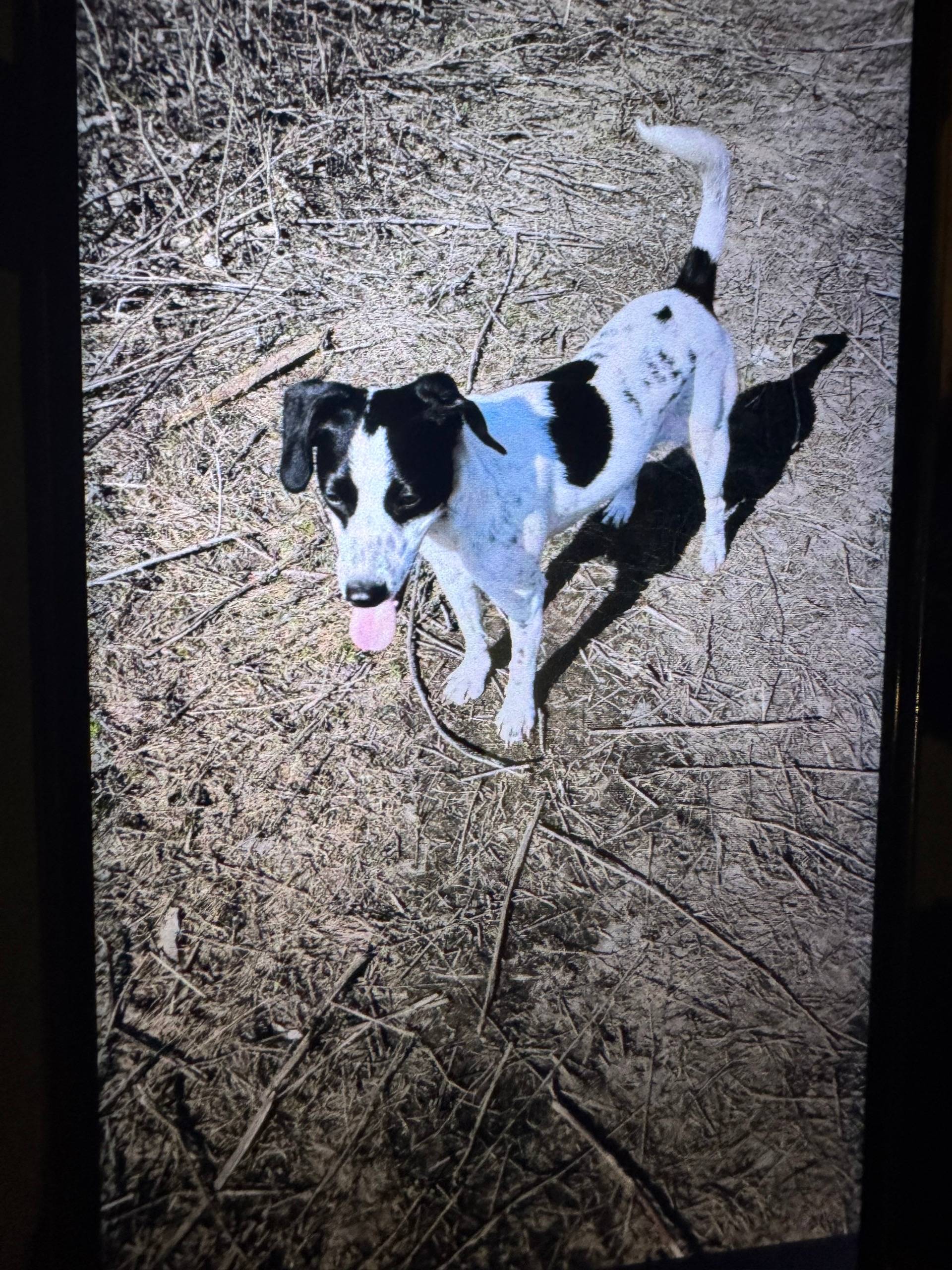 Пропала собака, Демократическая 30а