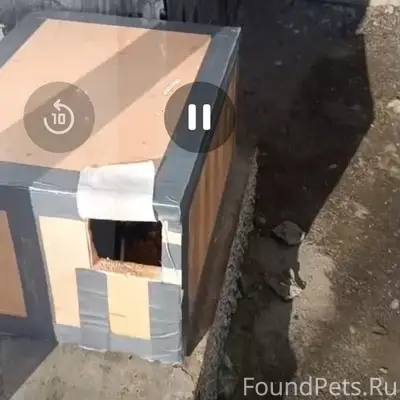 Пропала кошка, Энгельса 35