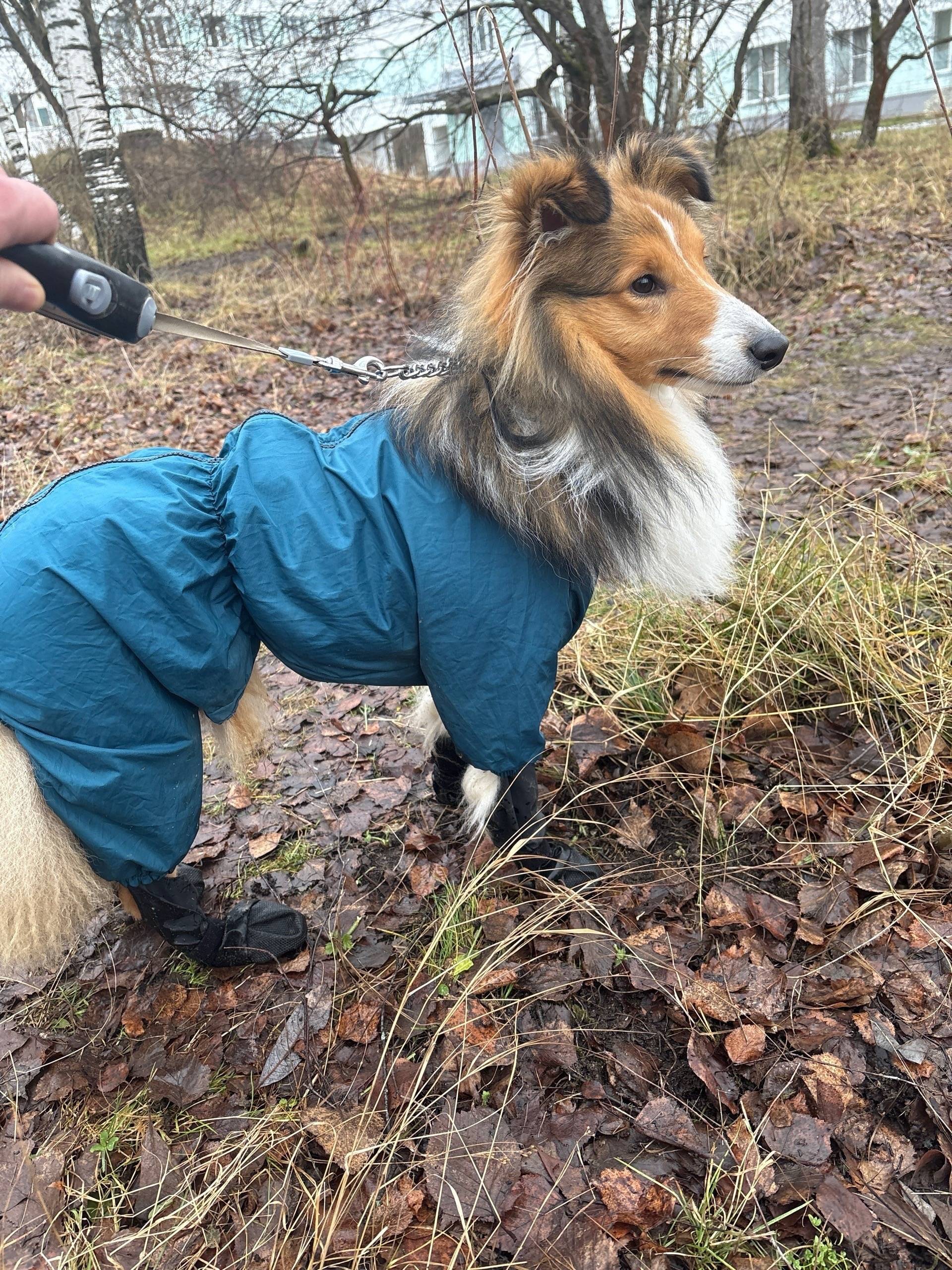 Пропал Манго, лесничество