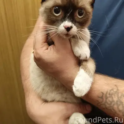 Найден котёнок, Соломенное