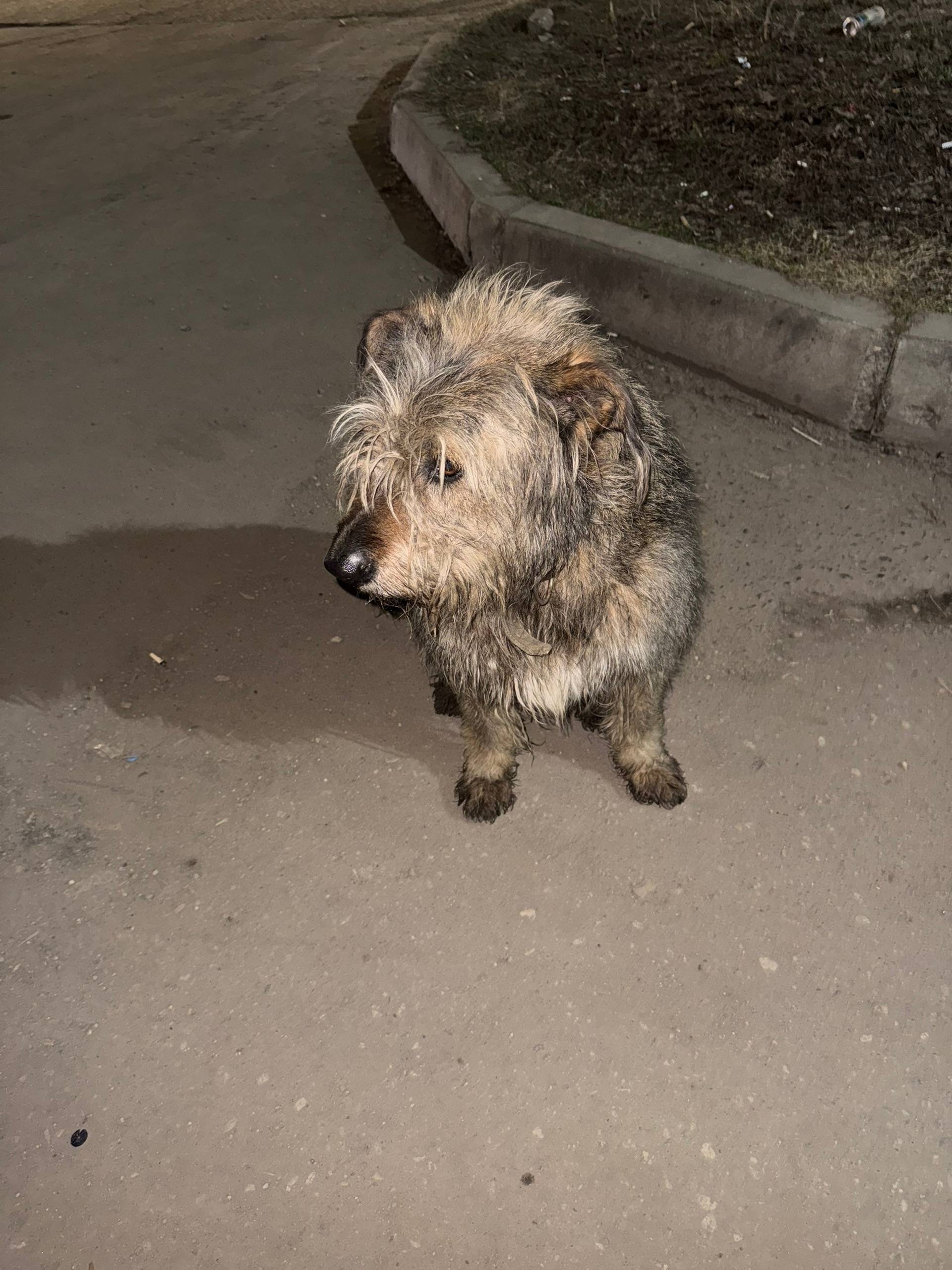 Пропал пёс с ошейником, улица Диановых