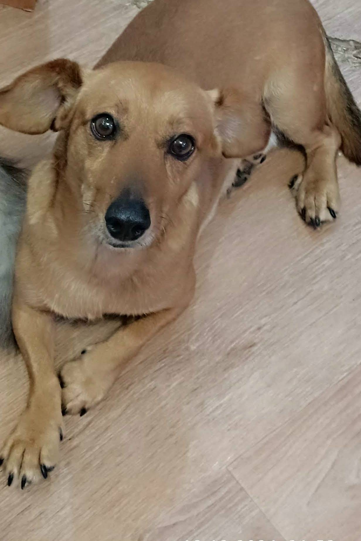 Пропала смесь таксы, без местоположения