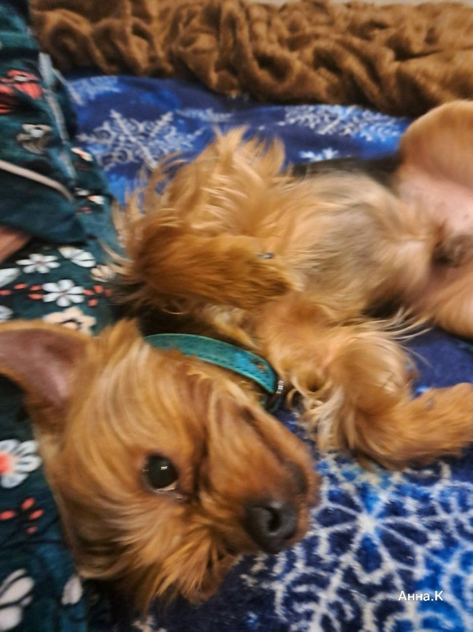 Пропал йоркширский терьер, мальчик