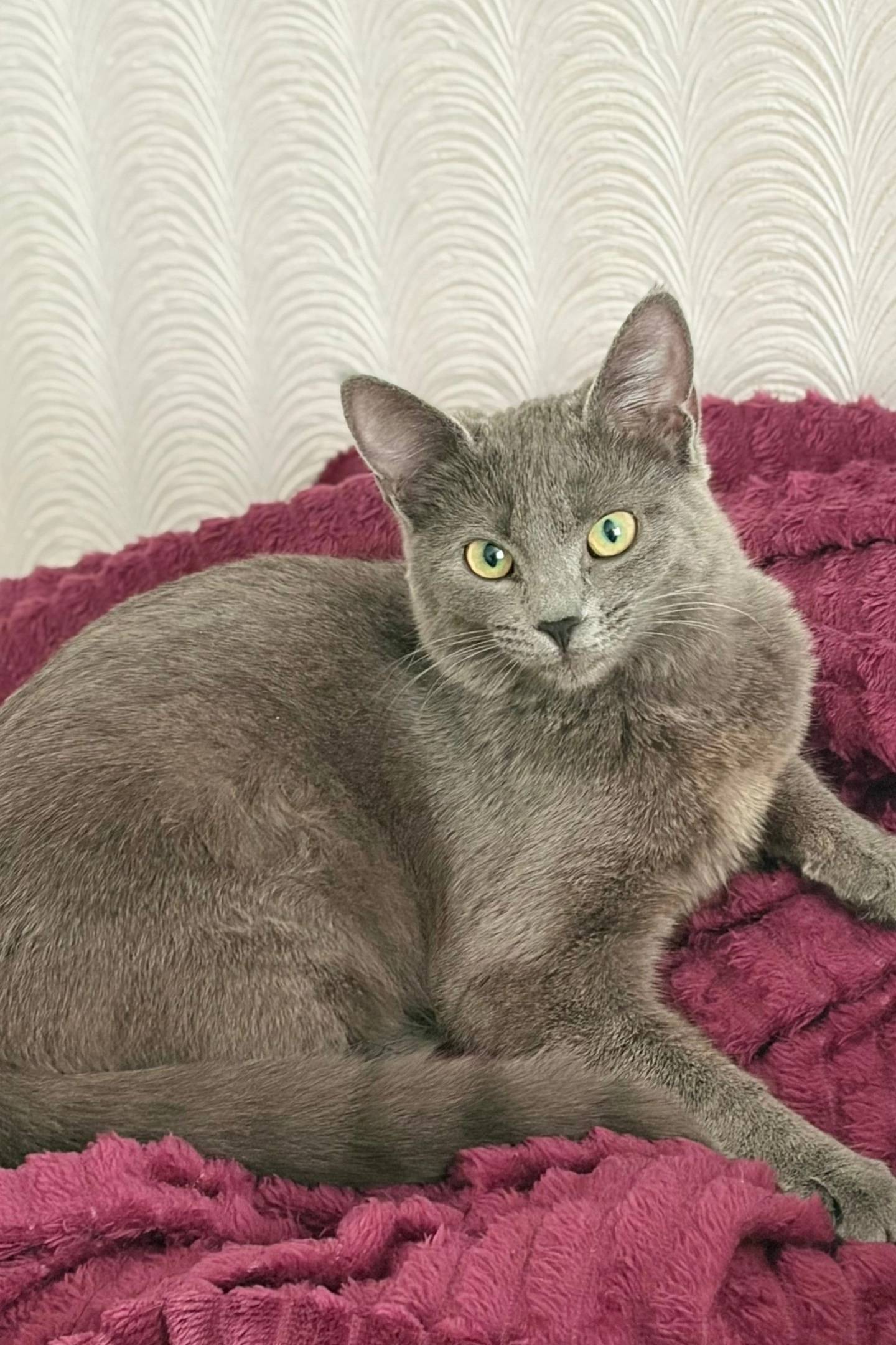 Пропала кошка, кв-л. Шевченко