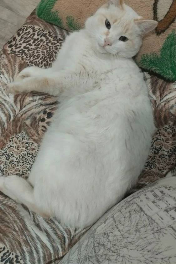 Пропал полусиамец Барсик, район мфц