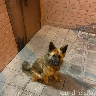 Найден пес, 3-заречный микрорайон