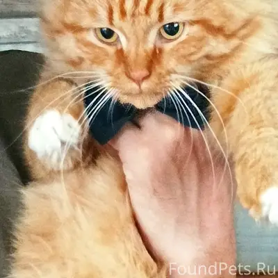 Пропал кот Степан, массив Березовка