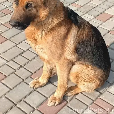 Найден кобель немецкая овчарка, Севастополь