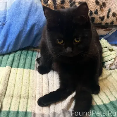 Пропала кошка Василиса-Вася, пос. Переулок 2