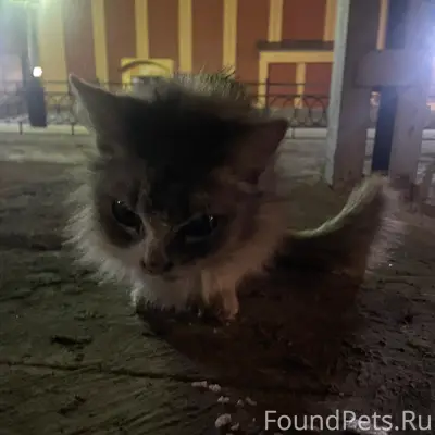 Найдена кошка, б-р Гусева