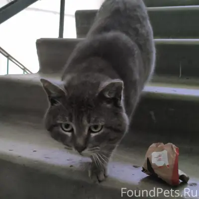 Найдена кошка, серый окрас, Шуист