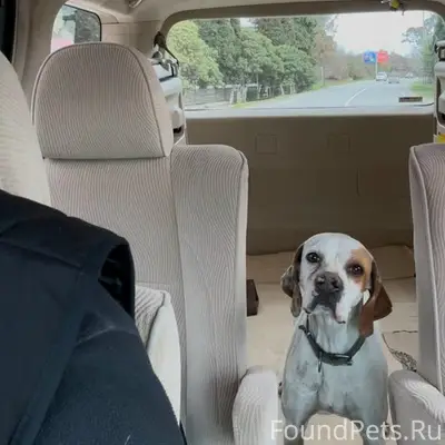 Пропала собака поинтер, район Гудаута