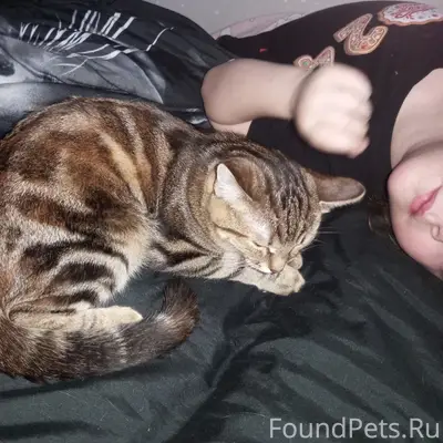 Пропала кошка,
