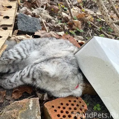Найдена кошка, городской парк