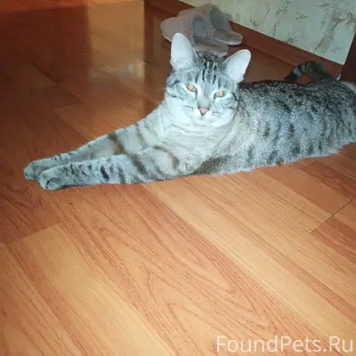 Пропал кот Барсик, Октябрьский проспект