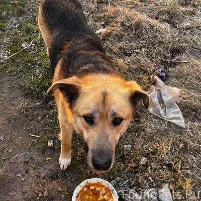 Найден бездомный пёс, п. Поречье