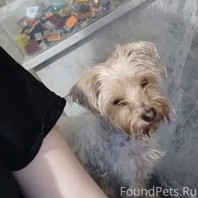 Найден тип собака, кирзавод возле пиво-воды