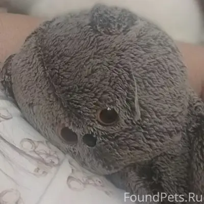 Пропал кот Барсик, улица Мервинская